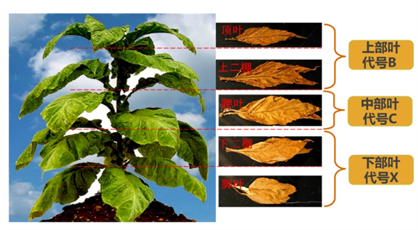 烟叶怎么分级？烟叶分级原理和方法