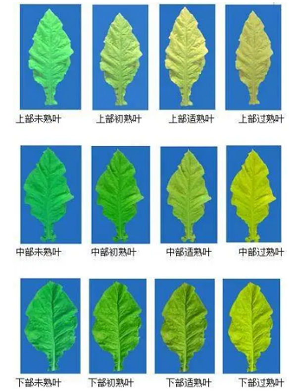 烟叶怎么分级？烟叶分级原理和方法2