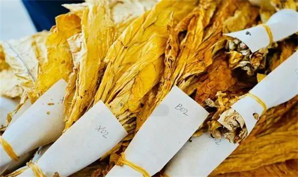 烟叶分级灯箱：提高烟叶分级效率和准确性的关键工具2