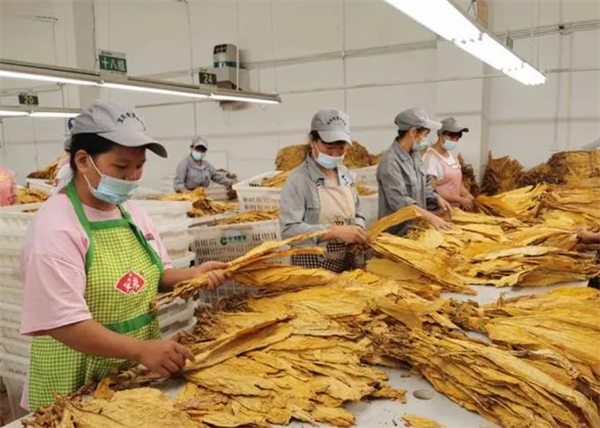 什么是烟叶分级灯箱？烟叶分级灯箱标准规范